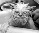 monster cat