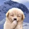 Cute dog