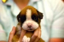 doggie