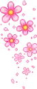 cherry blossom