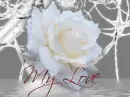 MY LOVE --WHITE ROSE