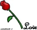 rose , love