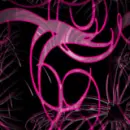 Pink Swirls