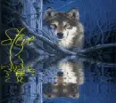 Wolf in the woods- Steve