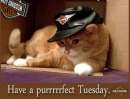 tuesday harley