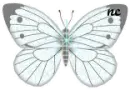 Blue Butterfly