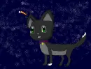 Starry Cat