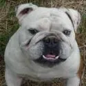 cute doggie