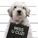 dog misses cuz