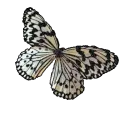balck and white btrfly