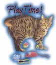 Playtime Cat