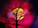 moonlite