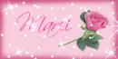 pink rose