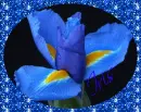 Iris
