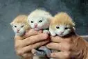 Veery cutee caaTSs