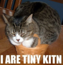Kitty