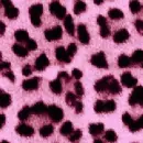 cheetah6