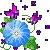 morning glory