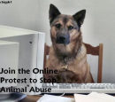 Help Stop Animal Abuse!