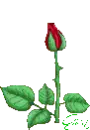 Red Rose (animated)