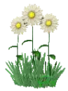 Daisies (animated)