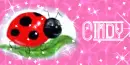 ladybug - cindy
