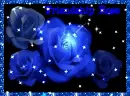 blue rose