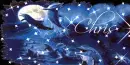 dolphins