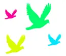 colorful birds
