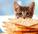 Cat Eating Something Random