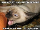 Snake cat