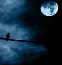 raven