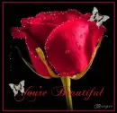 You're Beautiful Rose