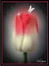 tulip with butterfly