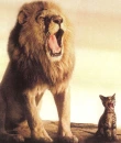 lion and cat