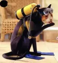 cat