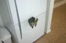 fun cat