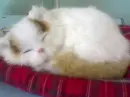 my cat