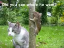 Which Way