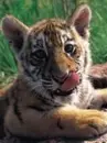 tiger