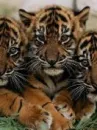 tigers