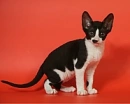 meowt