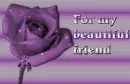 Beautiful friend rose