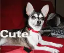 Puppy!