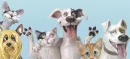 funny pets(cats&dogs)