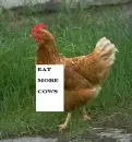 chicken
