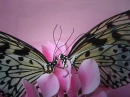 BUTTERFLIES ON A PINK FLOWER