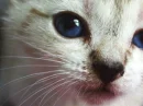 Kitty