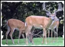 Deer