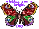 butterfly bright day